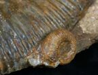 Wide Perisphinctes Ammonite - Germany #9703-2